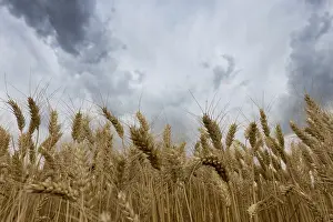 Agricultural Weather Forecast Prints: Storm clouds over wheat field