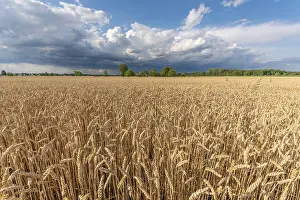 Western Europe Cloudy Skies Prints: Stormy clouds over wheat fields in summer