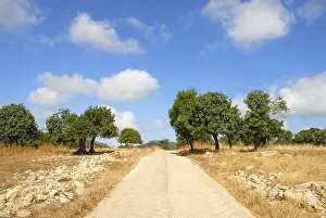 Southern Europe Botany Prints: Straight path through the landscape