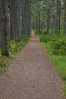 Pine Forest Landscape Prints: Straight path in thick pine forest surrounded by green moss