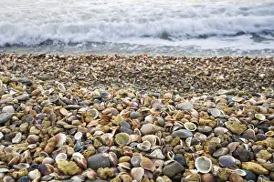 Sea Shore Landscape Prints: Stranded seashells, beach