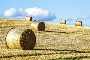Northern Europe Countryside Prints: Straw bales in the Scottish fields