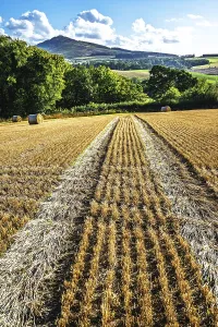 Scottish Farmland Prints: Straw bales in the Scottish fields