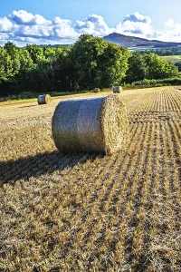 British Agricultural Land Prints: Straw bales in the Scottish fields