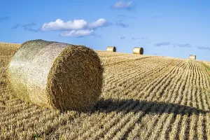 Agricultural Landscape UK Prints: Straw bales in the Scottish fields