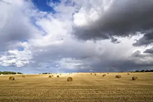 Scottish Farmland Prints: Straw bales on the Scottish fields