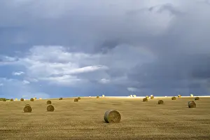 Scottish Farmland Prints: Straw bales on the Scottish fields