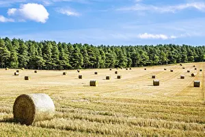 Northern Europe Countryside Prints: Straw bales in the Scottish fields