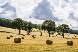Scottish Farmland Prints: Straw bales in the Scottish fields