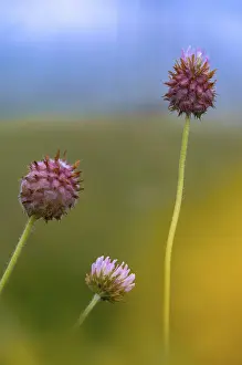 Images Dated 2nd July 2024: Strawberry Clover Print in Portrait Format