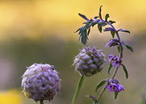Images Dated 4th July 2024: Strawberry Clover Print