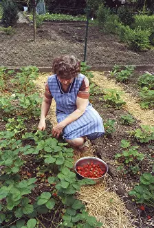 Female Farmer Prints: Strawbery