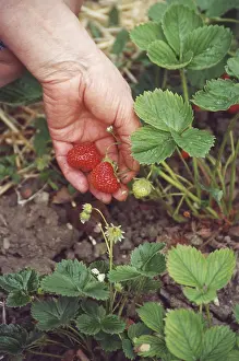 Red Strawberry Prints: Strawbery