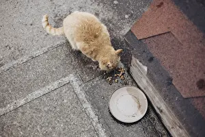 Snowy Street Scene Prints: A stray cat eats on a cold street