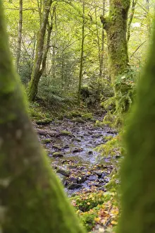 Waterfall In The Black Forest Prints: A stream flows through a densely overgrown