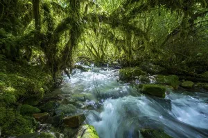 Framed Print : Temperate Rainforest Print Framed Print : Temperate Rainforest Print