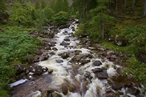 European Countryside Landscape Shot Prints: The stream flows quickly over rocks through a thick forest