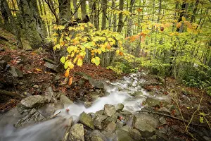 Autumnal Landscape Photography Prints: Stream in the forest of Gabardito