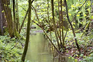 German Swamp Biotope Prints: Stream in the forest, stream flowing through a forest