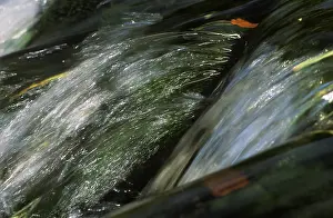 Small River In Europe Prints: Stream Germany