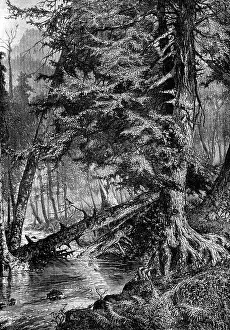 Prints of The stream of mockingbirds. Do perch, vintage engraved illustration. Journal des Voyages, Travel Journal, (1880-81) Mockingbirds And Thrasher Prints: The Stream of Mockingbirds, Print (1880-81)
