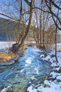 Austrian Nature Scene Prints: Stream between trees and bushes