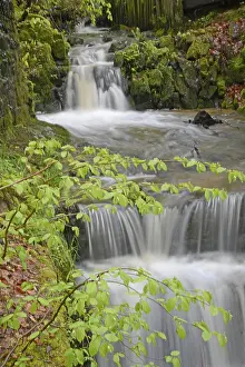 Forest Landscape Photography Prints: Stream, water, flowing, spring