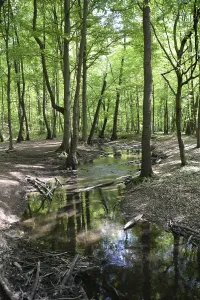Hesse Forest Photography Prints: Stream, water, flowing, spring