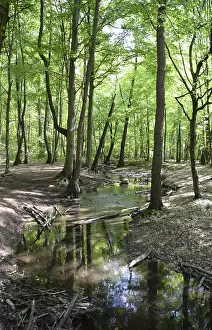 German Countryside Landscape Photo Prints: Stream, water, flowing, spring