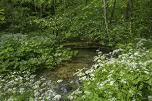 Lower Austria Hike Prints: Stream on the way to Trefflingfall