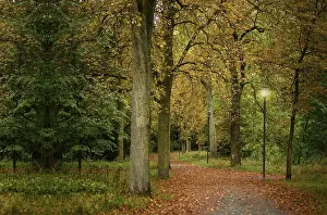 Deserted Road Prints: Street surrounded by trees, a path surrounded by large trees