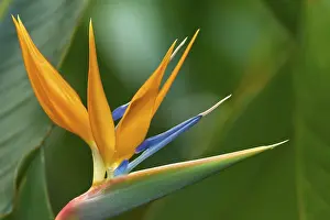 Deserted Flowering Plants Prints: Strelitzia (Strelitzia), in full bloom