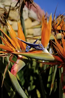 Deserted Tropical Landscape Prints: Strelize, parrot flower