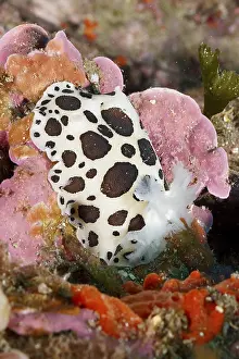Mediterranean Sea Nudibranch Prints: A strikingly patterned nudibranch