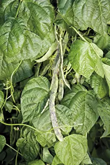 Open Air Nature Scene Prints: String beans