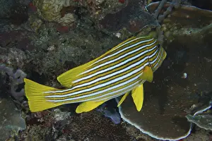 Images Dated 21st July 2024: Goldband Sweetlips Print