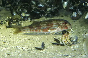 Wild Sea Creatures Prints: Striped mullet