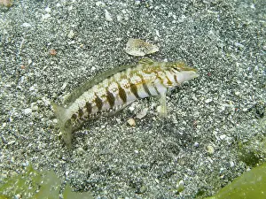 Images Dated 2nd August 2024: Striped sand perch Print on sandy seabed