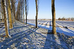 Central Europe Winter Time Prints: Striped shadows from trees in winter