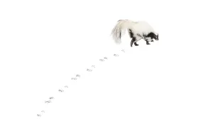 Wild Animal Movement Prints: Striped skunk, Mephitis Mephitis