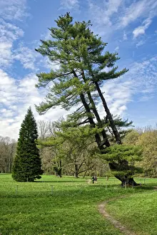German Coniferous Tree Prints: Strobe, also called eastern white pine (Pinus strobus)