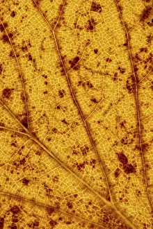 Central Europe Autumn Foliage Prints: Structure of an autumn-colored leaf