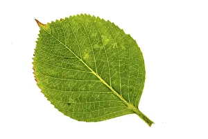 Autumn Leaf Structure Prints: Structure of an autumn-colored leaf