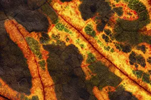 Northern Germany Autumn Landscape Prints: Structure of an autumn-colored leaf