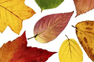 Autumn Leaf Structure Prints: Structure of an autumn-colored leaf