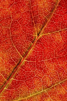 German Fall Foliage Prints: Structure of an autumn-colored leaf