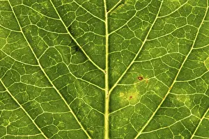 Autumn Leaf Structure Prints: Structure of an autumn-colored leaf