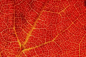 Autumn Leaf Structure Prints: Structure of an autumn-colored leaf