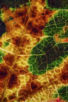Autumn Leaf Structure Prints: Structure of an autumn-colored leaf
