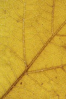 Autumn Leaf Structure Prints: Structure of an autumn-colored leaf